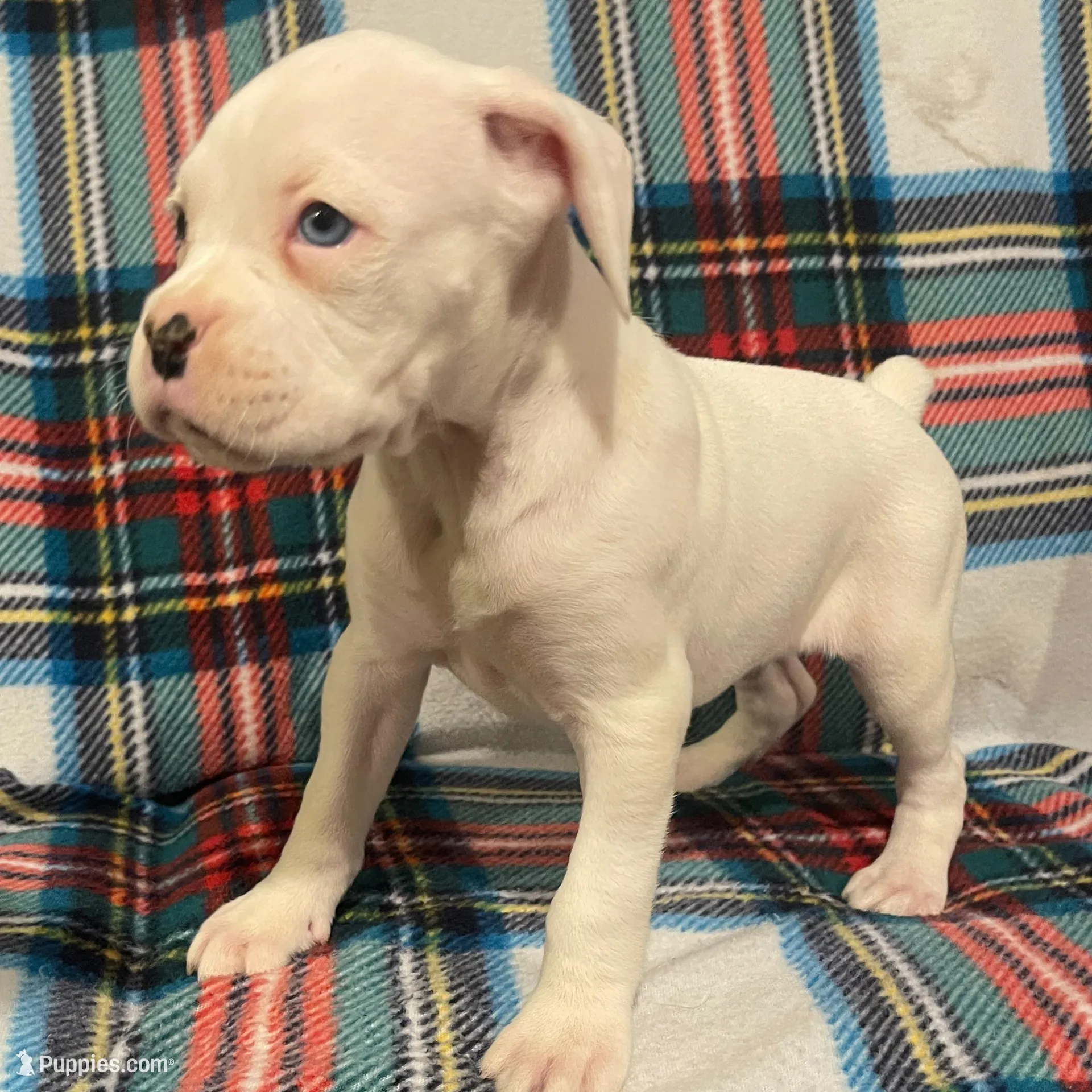 Cookie-Blue eye, a female Boxer for sale in Purdy, MO – Photo 4 of 4