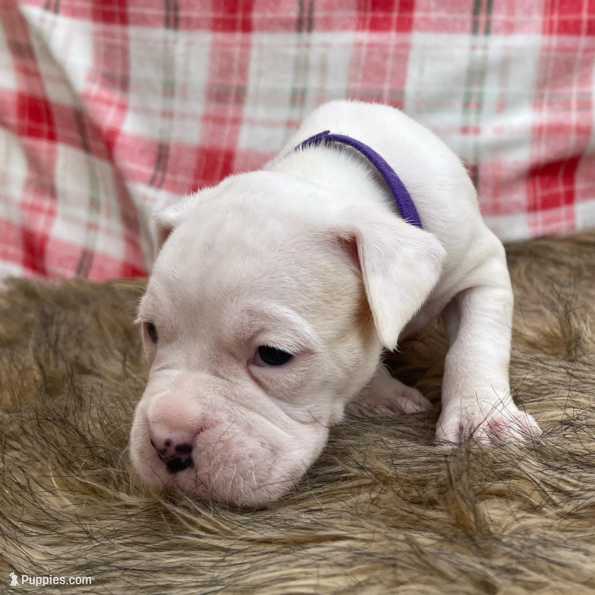 Cookie, a female Boxer for sale in Purdy, MO – Photo 2 of 3