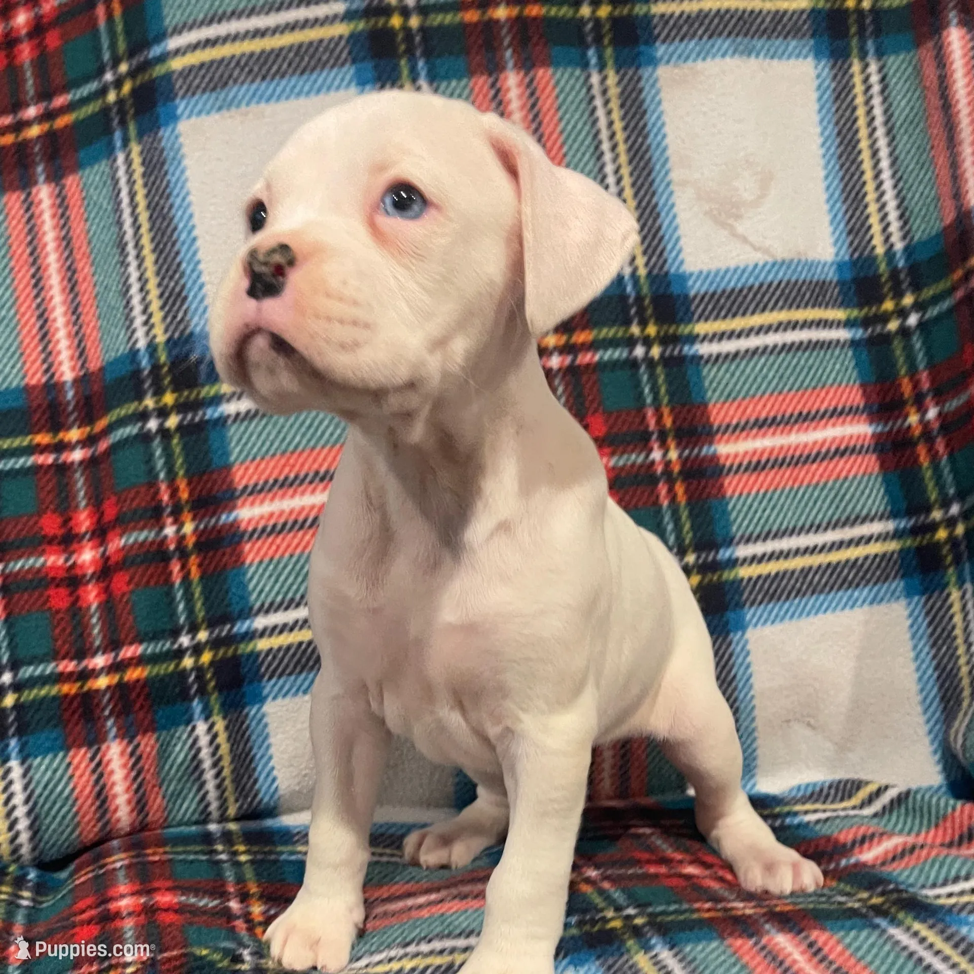 Cookie-Blue eye – Boxer puppy on hold in Purdy, MO