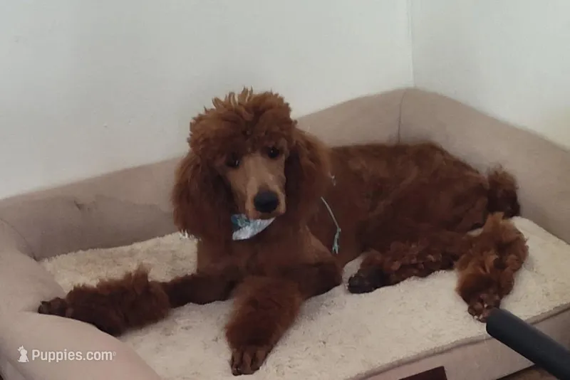 Reba – Poodle - Standard  puppy for sale in Purdy, MO