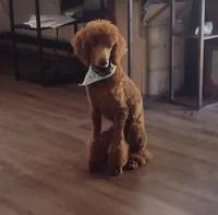 Reba, a female Poodle - Standard  for sale in Purdy, MO – Photo 2 of 2