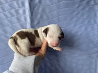 STANDARD-Lemon, a female Dachshund for sale in Purdy, MO – Photo 2 of 2