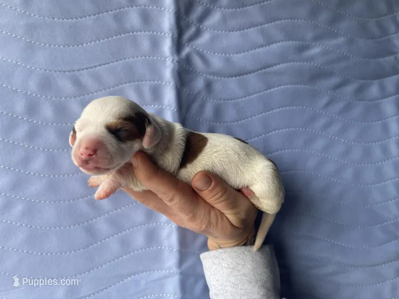 STANDARD-Lemon – Dachshund puppy for sale in Purdy, MO