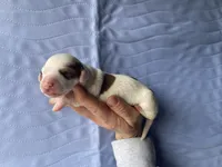 STANDARD-Lemon, a female Dachshund for sale in Purdy, MO – Photo 1 of 2