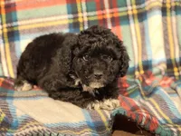 Beau, a male Poodle - Toy  for sale in Purdy, MO – Photo 1 of 3