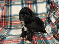 Beau, a male Poodle - Toy  for sale in Purdy, MO – Photo 3 of 3