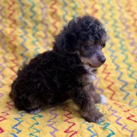 Tink, a male Poodle - Toy  for sale in Purdy, MO – 4 of 6