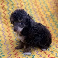 Tink, a male Poodle - Toy  for sale in Purdy, MO – 2 of 6
