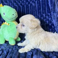Duke, a male Maltipoo for sale in Purdy, MO – 4 of 4