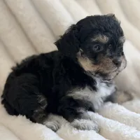 Lilly, a female Poodle - Toy  for sale in Purdy, MO – 4 of 9