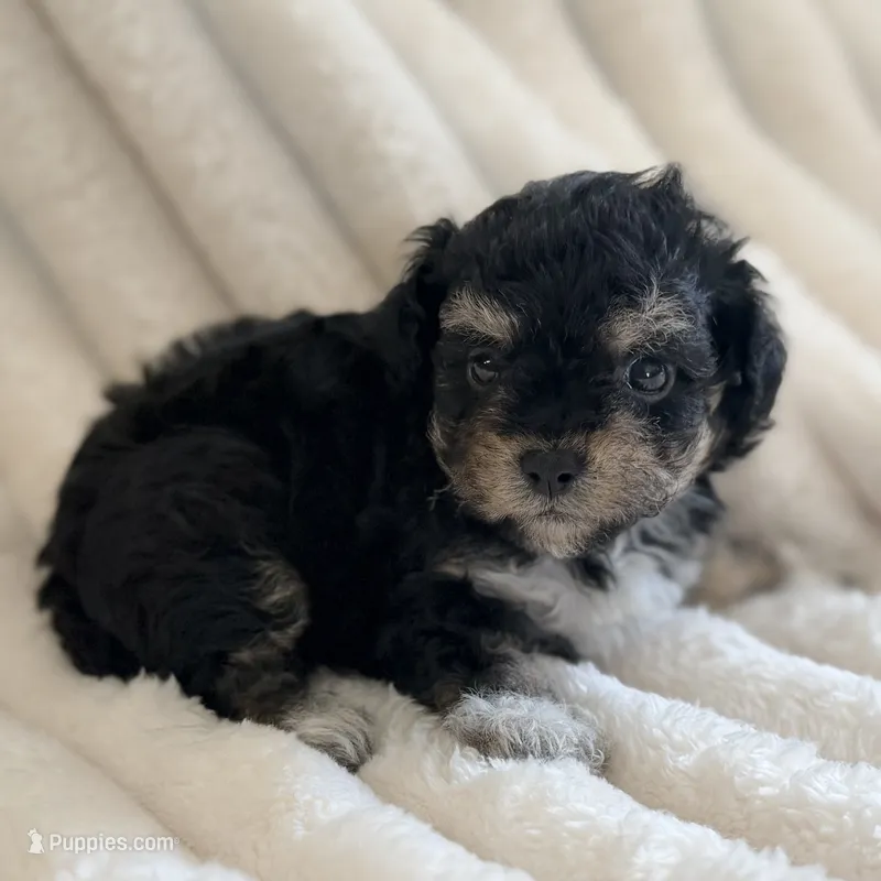 Lilly – Poodle - Toy  puppy for sale in Purdy, MO
