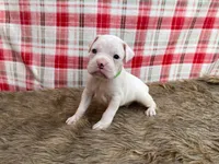 Cash, a male Boxer for sale in Purdy, MO – Photo 3 of 3