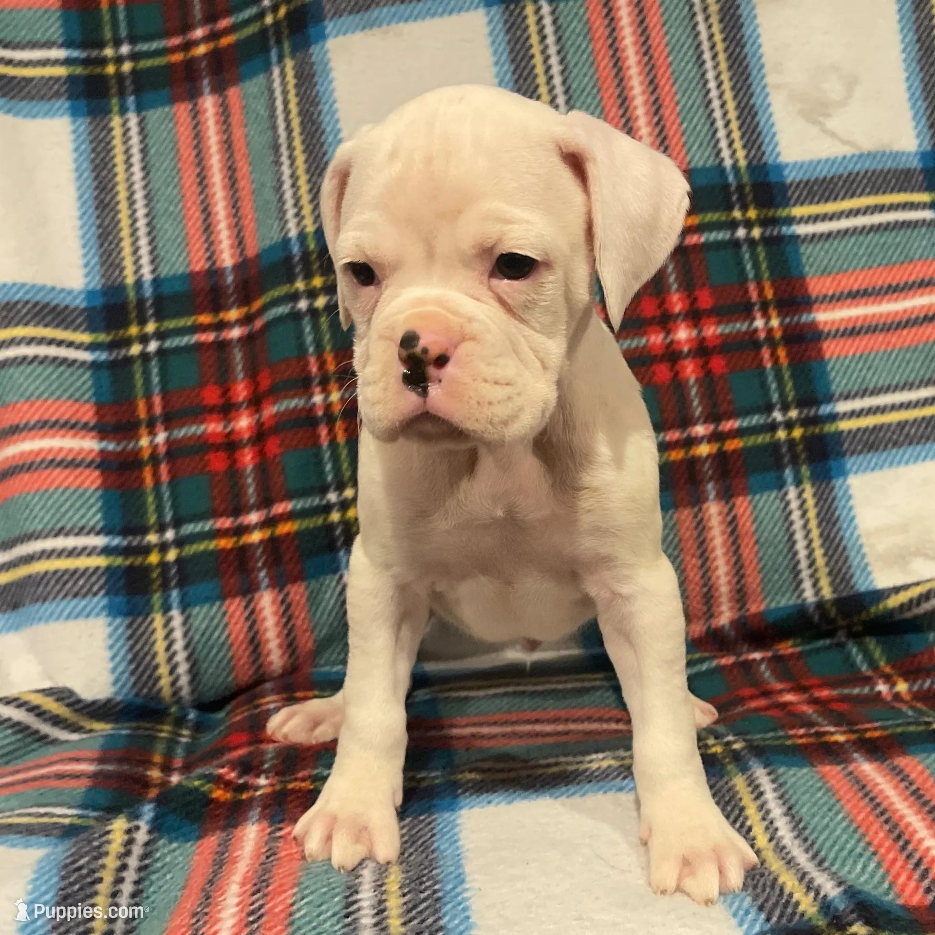 Cosmo, a male Boxer for sale in Purdy, MO – Photo 2 of 3