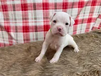 Cash, a male Boxer for sale in Purdy, MO – Photo 2 of 3