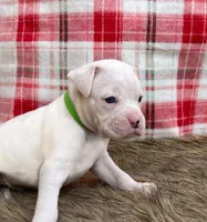 Cash, a male Boxer for sale in Purdy, MO – Photo 1 of 3