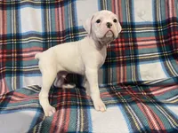 Cosmo, a male Boxer for sale in Purdy, MO – Photo 1 of 3