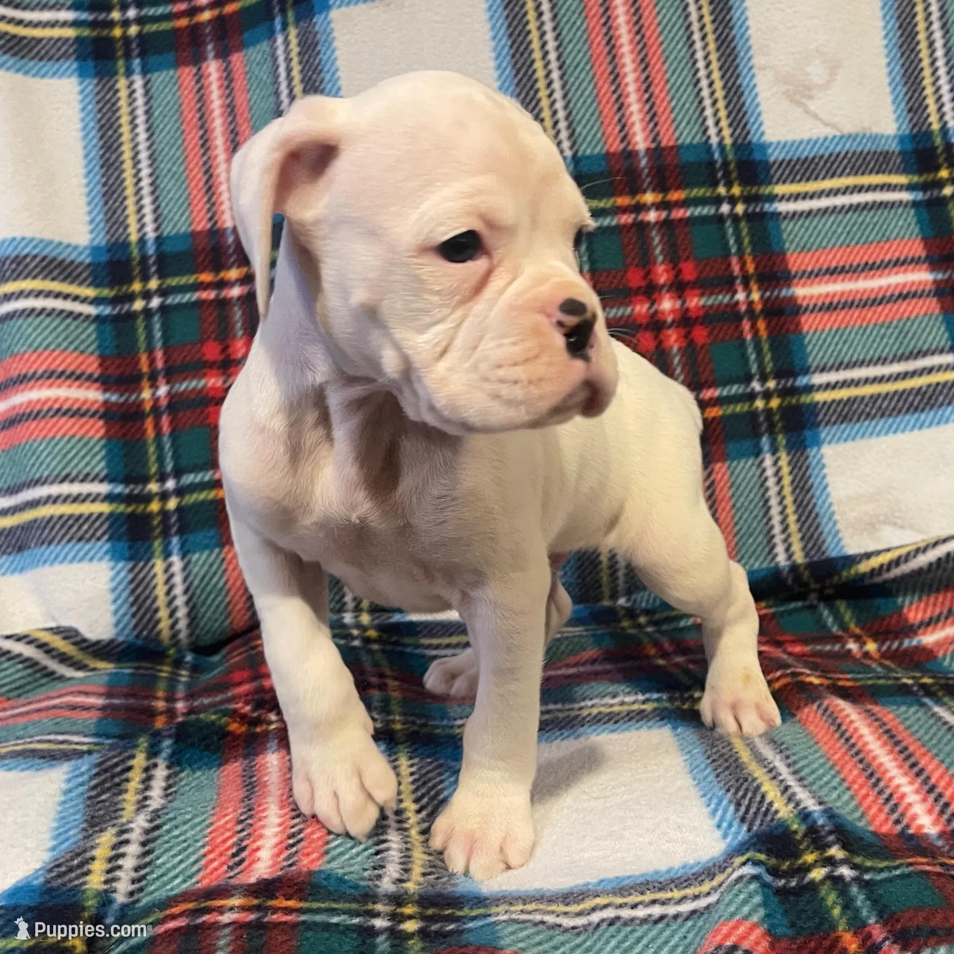 Cosmo, a male Boxer for sale in Purdy, MO – Photo 3 of 3