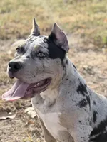 Hera XL ABKC, a female American Bully for sale in Purdy, MO – 2 of 4