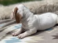 STANDARD-Cheddar, a male Dachshund for sale in Purdy, MO – 4 of 4