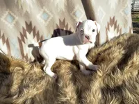 Cash-Blue eye , a male Boxer for sale in Purdy, MO – Photo 1 of 2