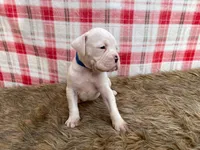 Cosmo, a male Boxer for sale in Purdy, MO – Photo 3 of 3