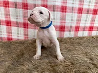 Cosmo, a male Boxer for sale in Purdy, MO – Photo 2 of 3