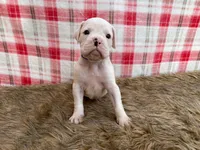 Cosmo, a male Boxer for sale in Purdy, MO – Photo 1 of 3