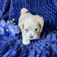 Arlo, a male Maltipoo for sale in Purdy, MO – 3 of 4