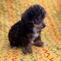 Tink, a male Poodle - Toy  for sale in Purdy, MO – 3 of 6