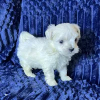 Toto, a male Maltipoo for sale in Purdy, MO – 2 of 4