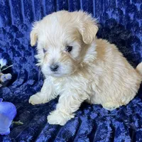 Arlo, a male Maltipoo for sale in Purdy, MO – 2 of 4