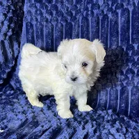 Toto, a male Maltipoo for sale in Purdy, MO – 4 of 4
