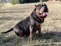 XXL Xena ABKC, a female American Bully for sale in Purdy, MO – 2 of 3