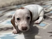 STANDARD-Cheddar, a male Dachshund for sale in Purdy, MO – 3 of 4