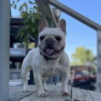 Daisy, a female French Bulldog for sale in Purdy, MO – Photo 4 of 4