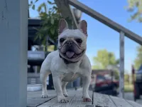 Daisy, a female French Bulldog for sale in Purdy, MO – Photo 4 of 4