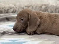 STANDARD-Chewy, a male Dachshund for sale in Purdy, MO – 8 of 8