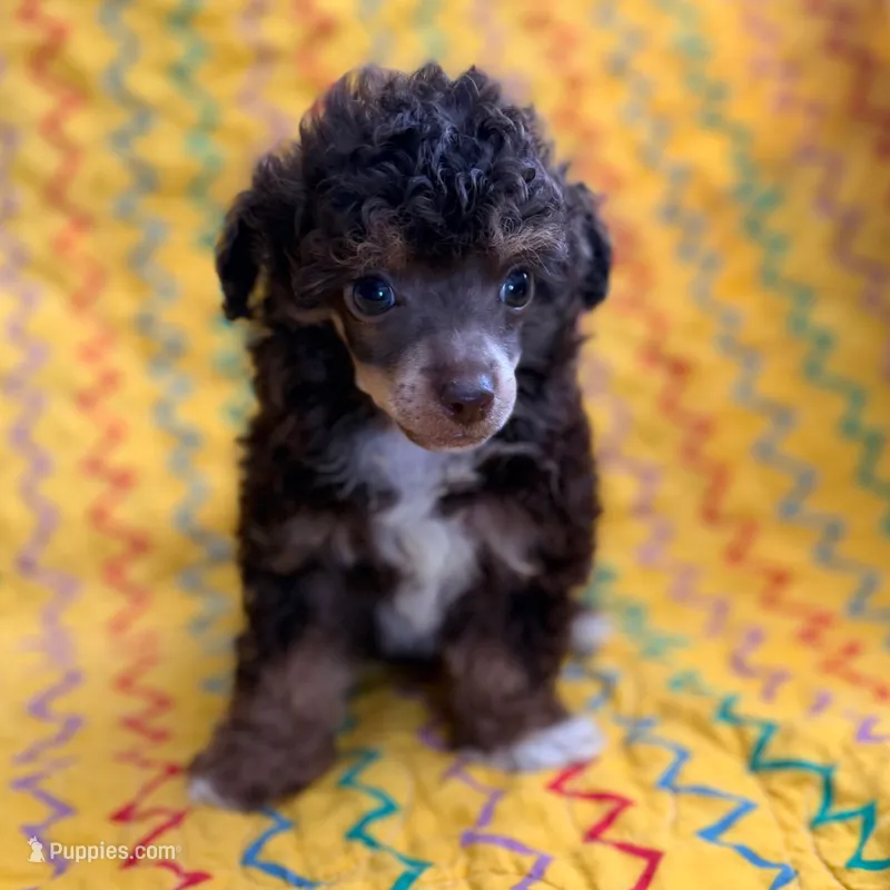 Tink – Poodle - Toy  puppy for sale in Purdy, MO