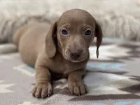 STANDARD-Chewy, a male Dachshund for sale in Purdy, MO – 1 of 8