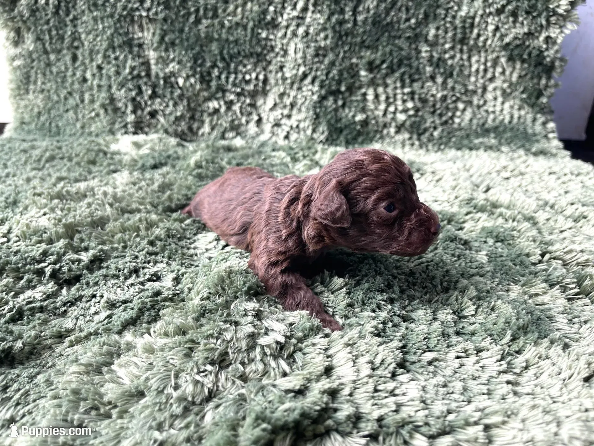 Frodo-Teacup, a male Poodle - Toy  for sale in Purdy, MO – 2 of 4
