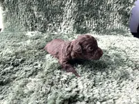 Frodo-Teacup, a male Poodle - Toy  for sale in Purdy, MO – Photo 2 of 4