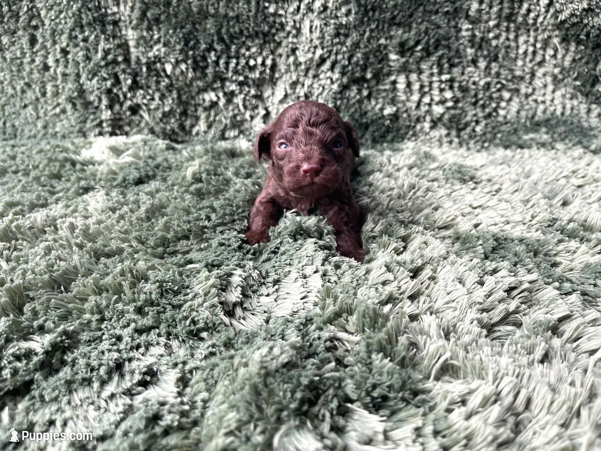 Frodo-Teacup, a male Poodle - Toy  for sale in Purdy, MO – 4 of 4