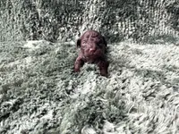 Frodo-Teacup, a male Poodle - Toy  for sale in Purdy, MO – Photo 4 of 4