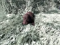 Frodo-Teacup, a male Poodle - Toy  for sale in Purdy, MO – Photo 3 of 4