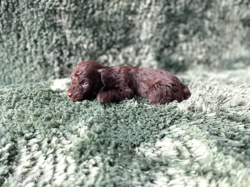 Frodo-Teacup – Poodle - Toy  puppy for sale in Purdy, MO