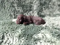 Frodo-Teacup, a male Poodle - Toy  for sale in Purdy, MO – Photo 1 of 4