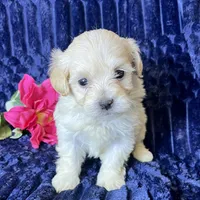 Kiki, a female Maltipoo for sale in Purdy, MO – 3 of 3
