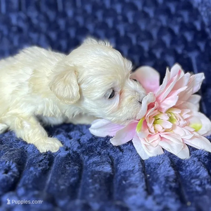 Coco – Maltipoo puppy for sale in Purdy, MO