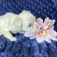 Coco, a female Maltipoo for sale in Purdy, MO – 1 of 3