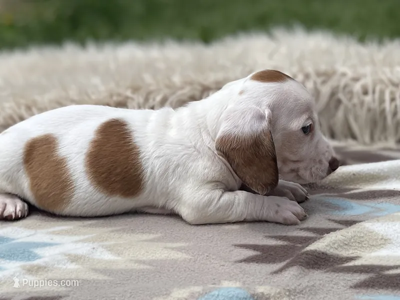 STANDARD-Cheddar – Dachshund puppy for sale in Purdy, MO